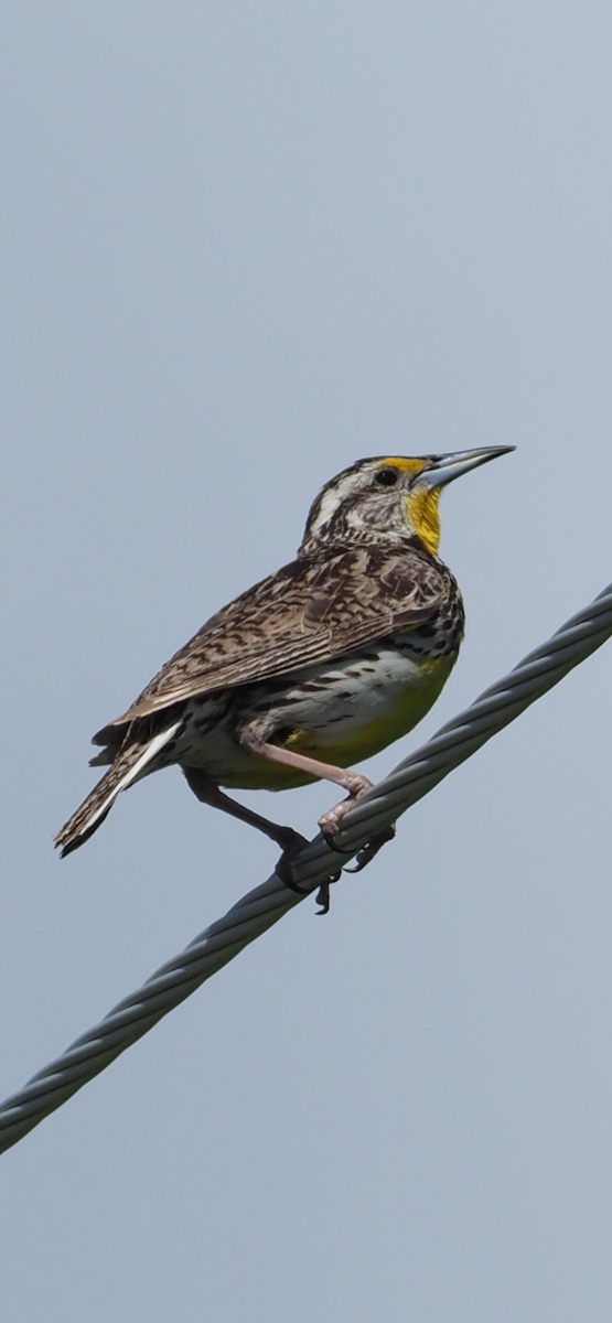 Western Meadowlark - ML659576322