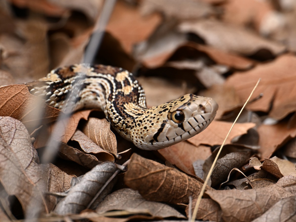 Sonoran Gopher Snake - ML659576598