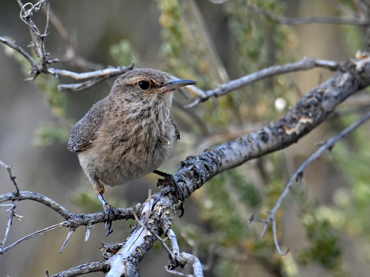 Rock Wren - ML659576626