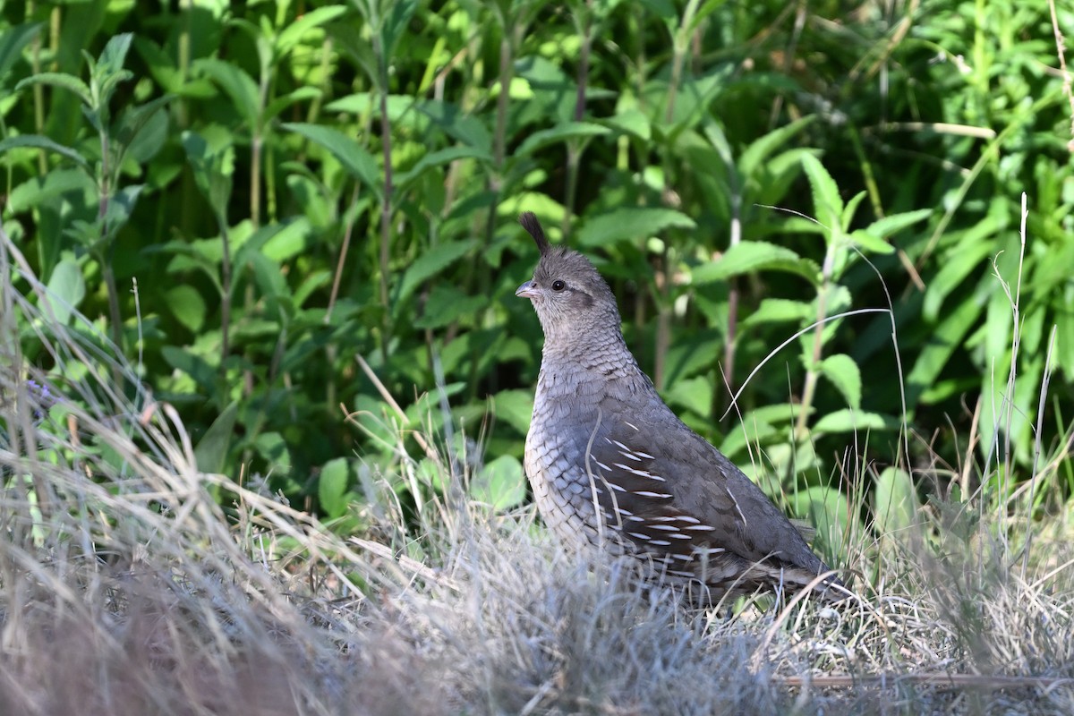 Scaled x Gambel's Quail (hybrid) - ML659576753
