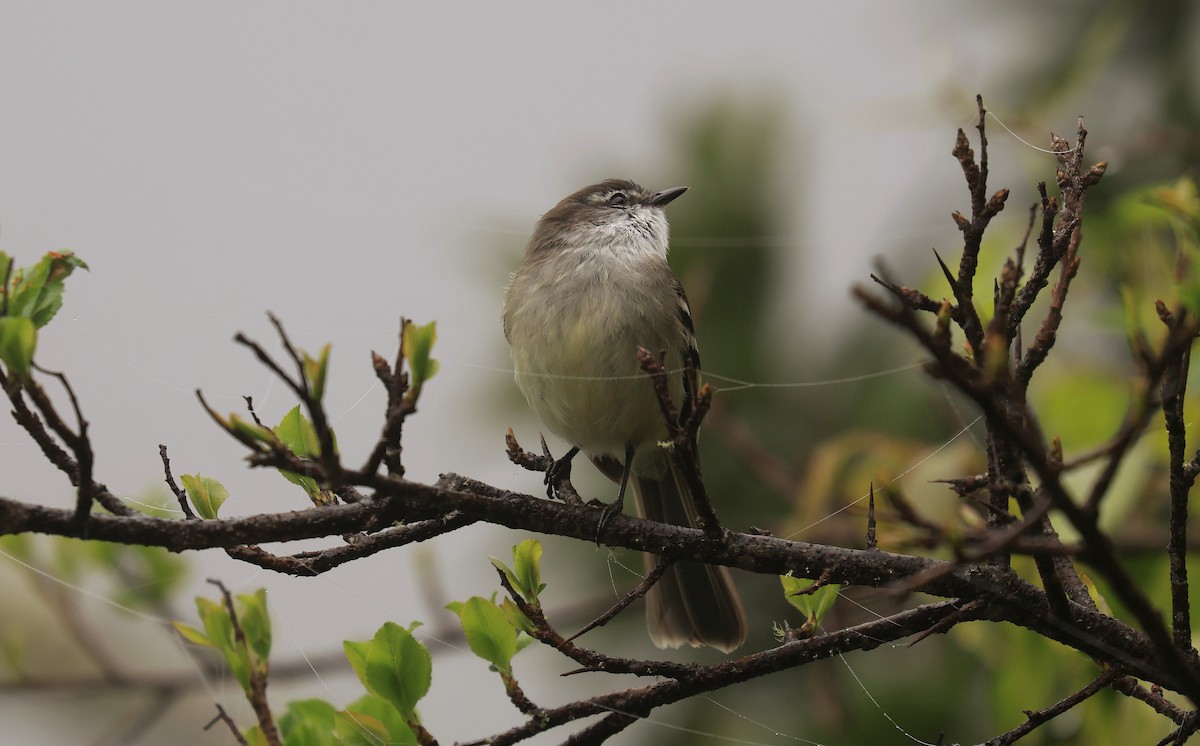 White-throated Tyrannulet - ML659577289