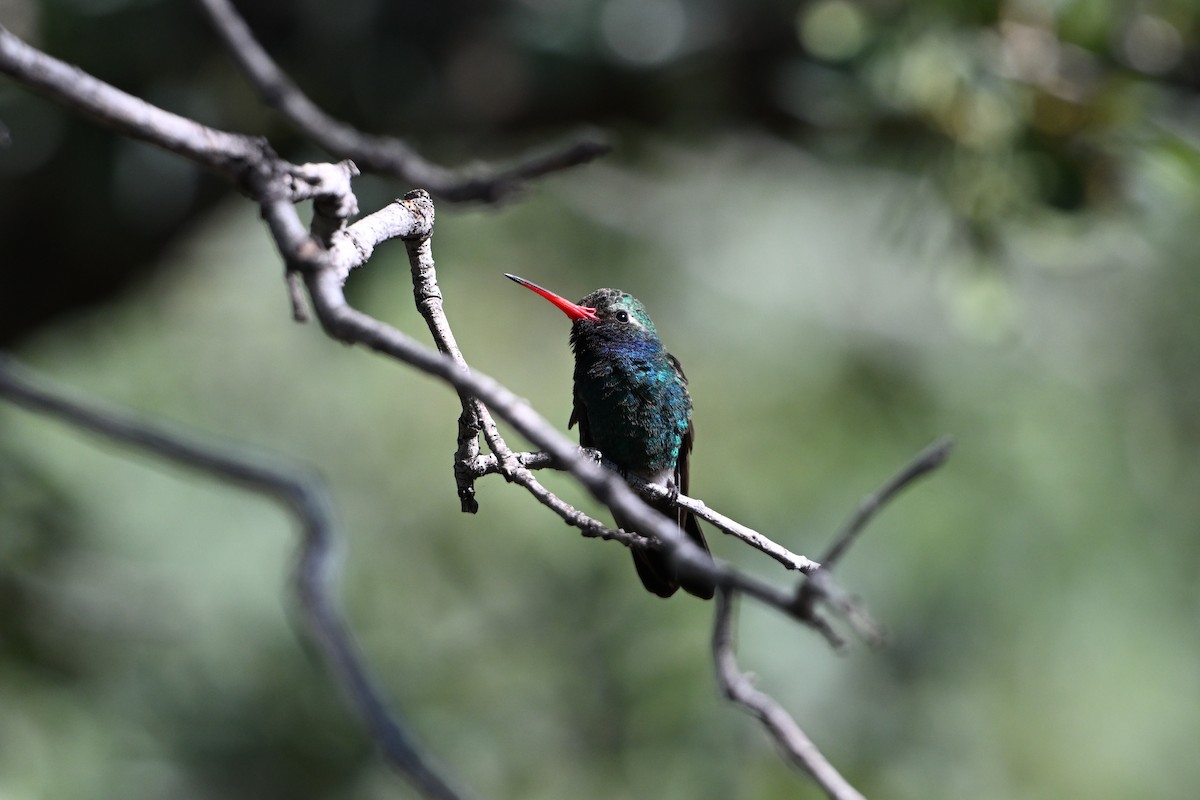 Broad-billed Hummingbird - ML659577426