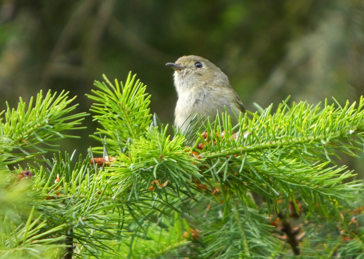 eikevireo (huttoni gr.) - ML659577457