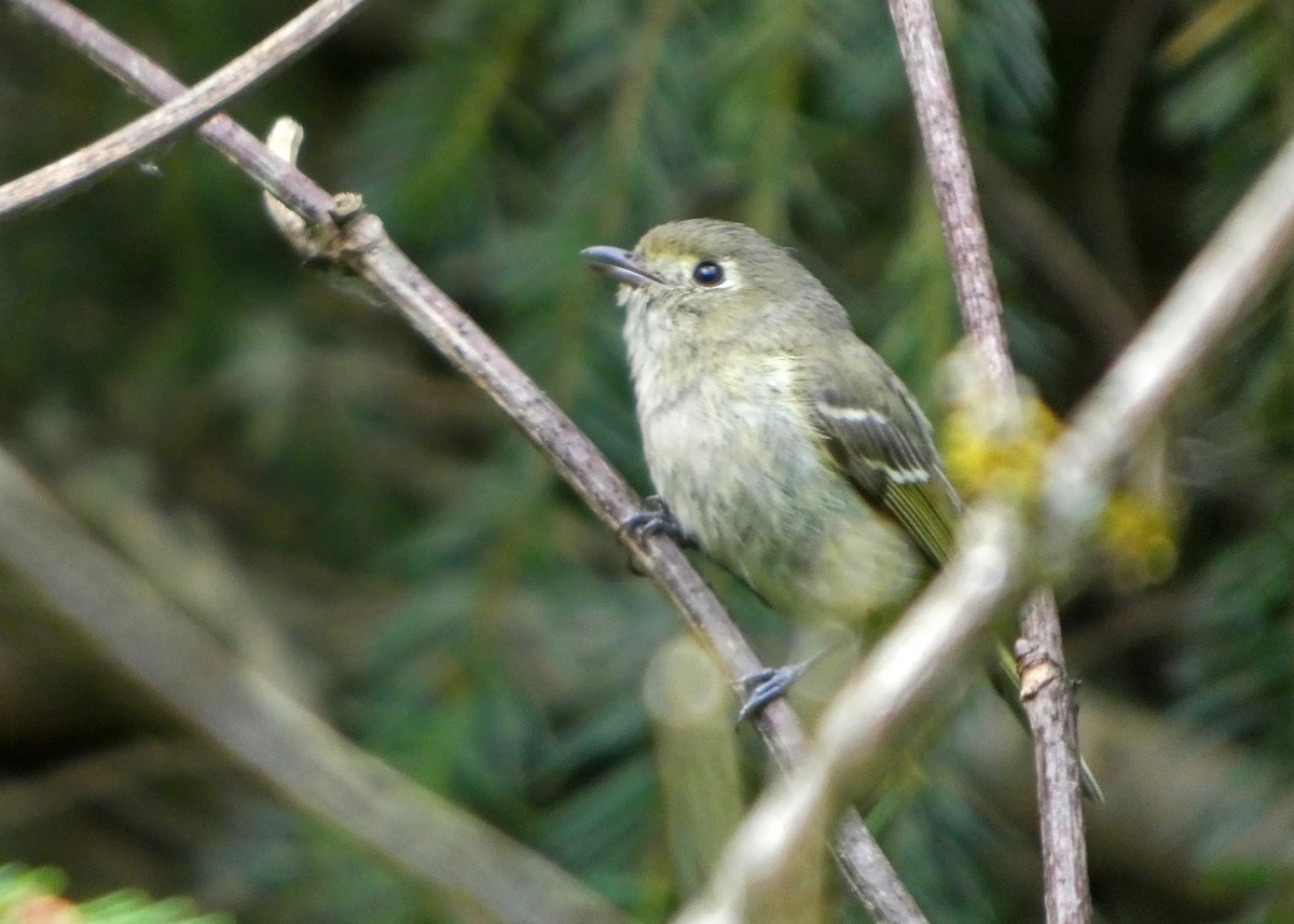 eikevireo (huttoni gr.) - ML659577463