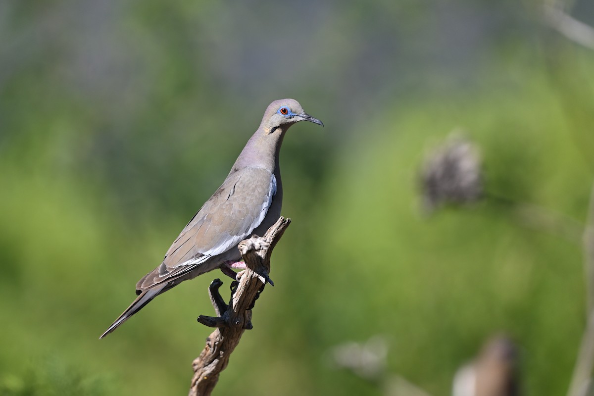 White-winged Dove - ML659577478