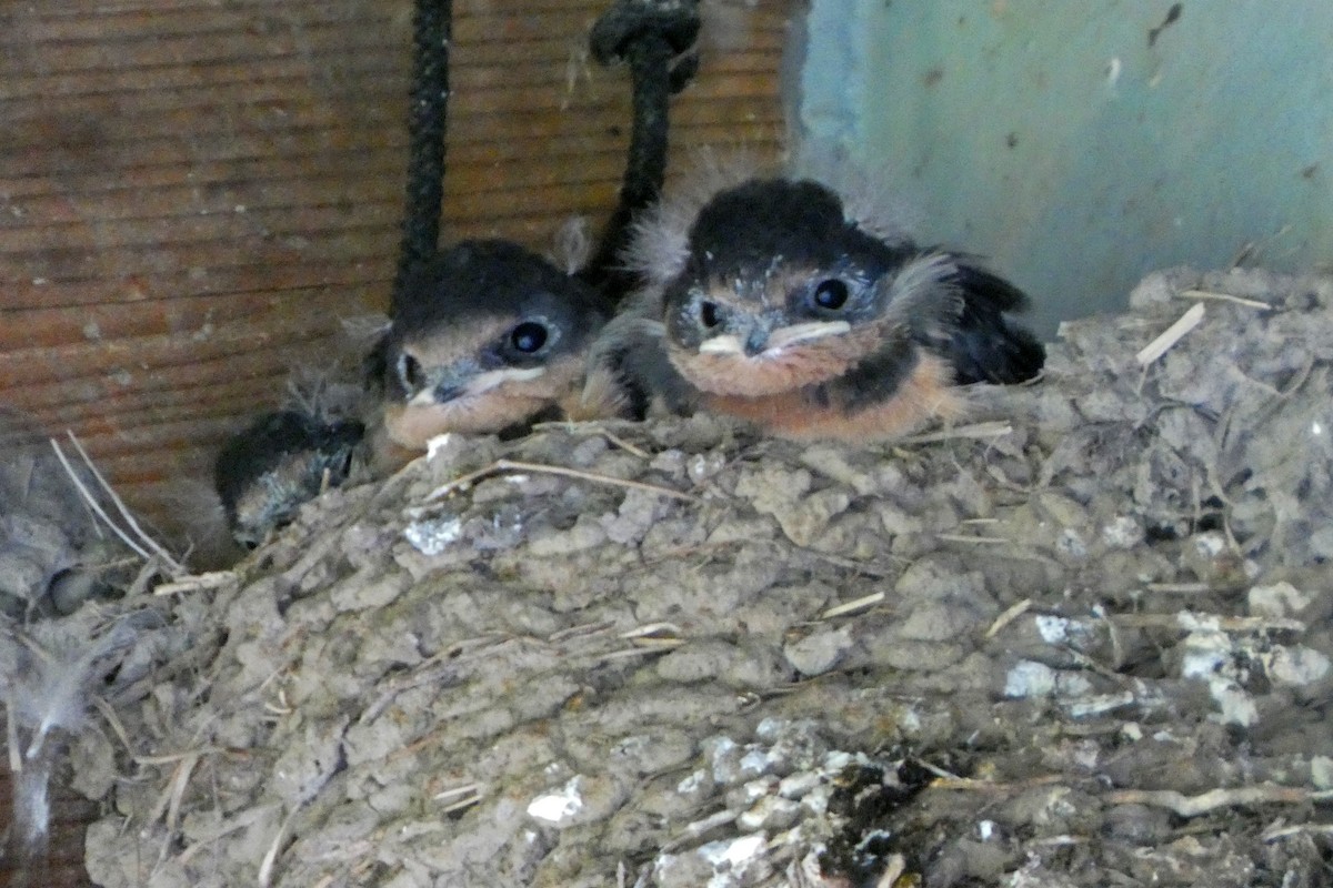 låvesvale (erythrogaster) - ML659577486