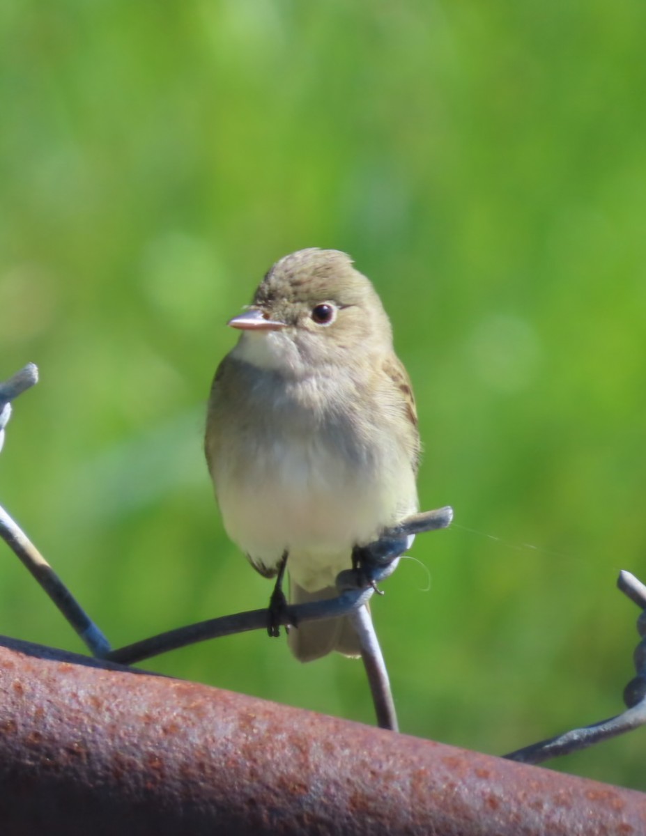 Alder Flycatcher - ML659577495