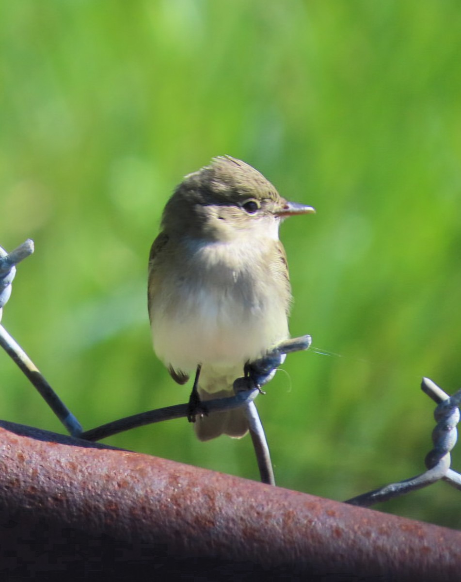Alder Flycatcher - ML659577496