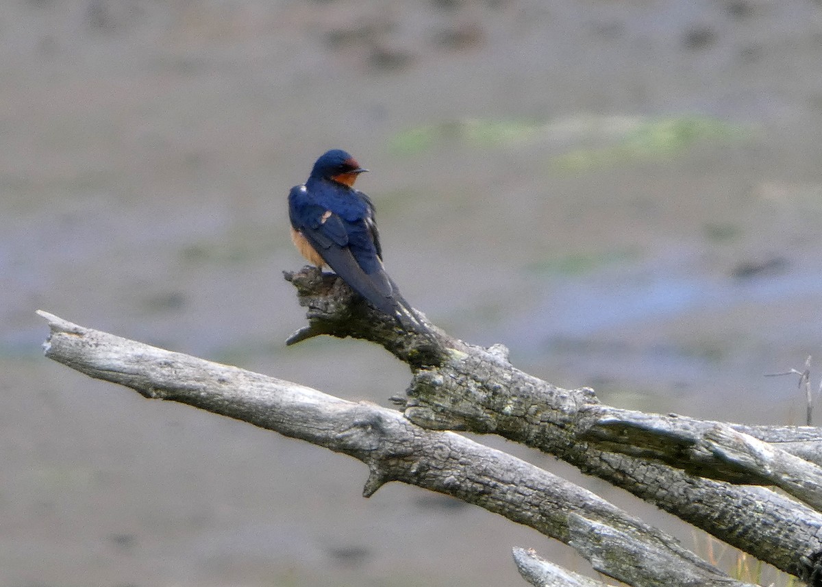 låvesvale (erythrogaster) - ML659577498