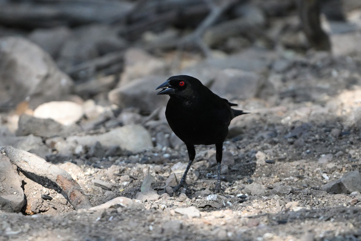 Bronzed Cowbird - ML659577507