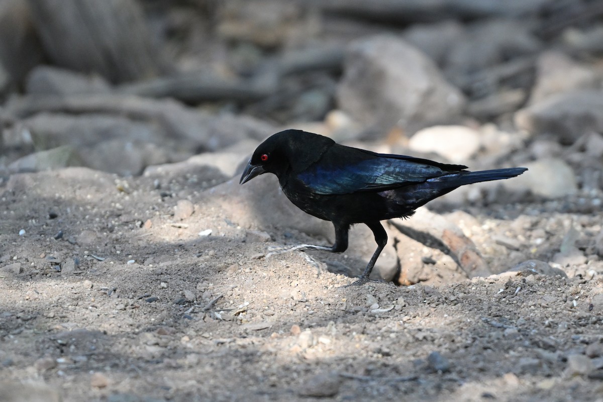 Bronzed Cowbird - ML659577509