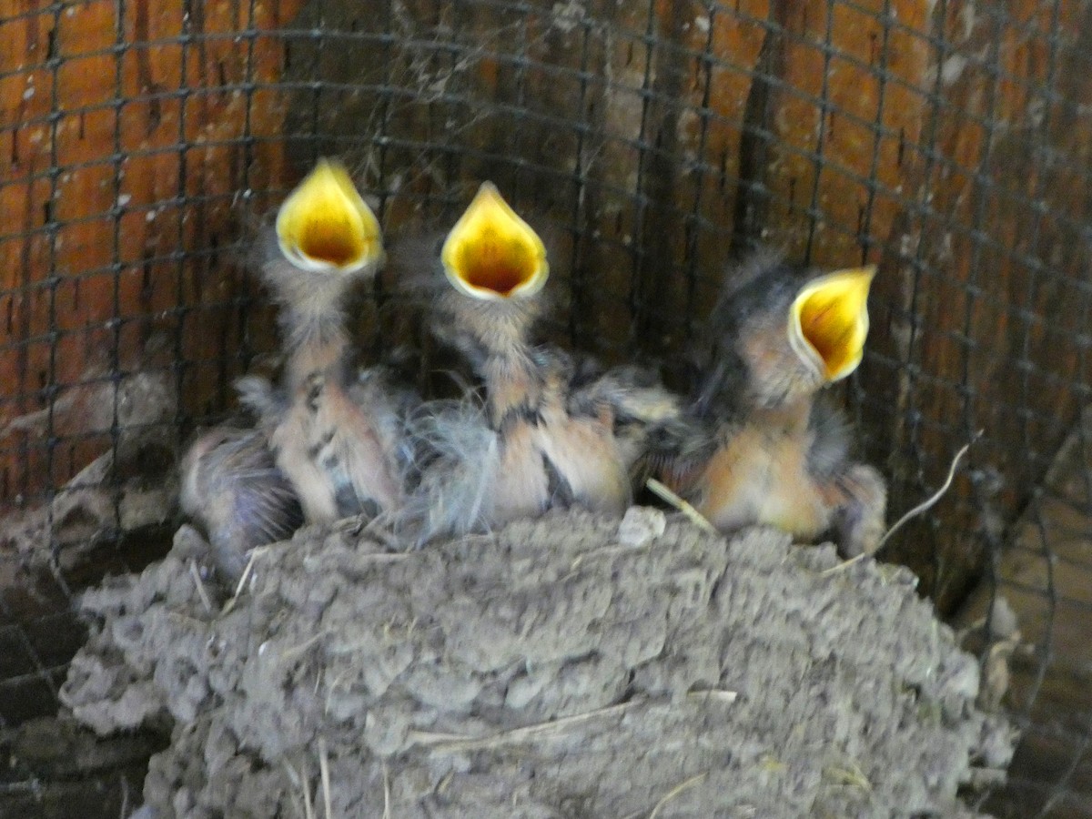 låvesvale (erythrogaster) - ML659577515