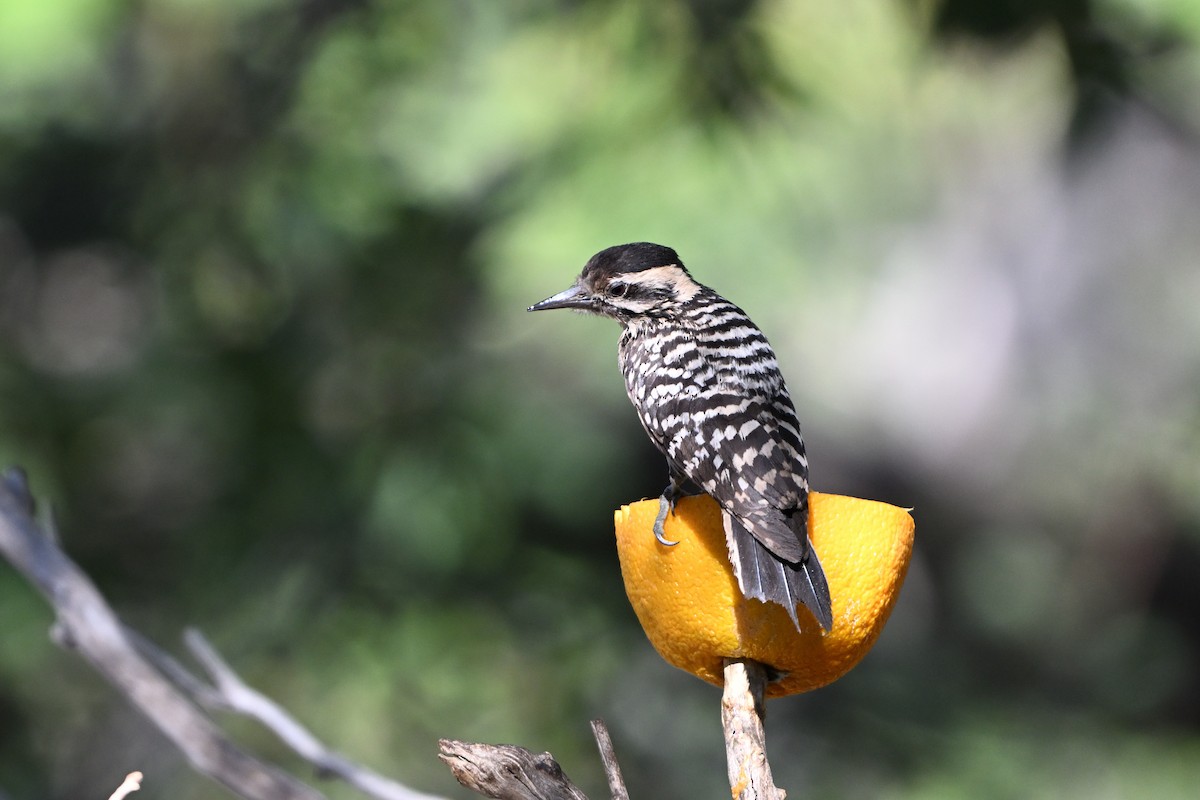Ladder-backed Woodpecker - ML659577526