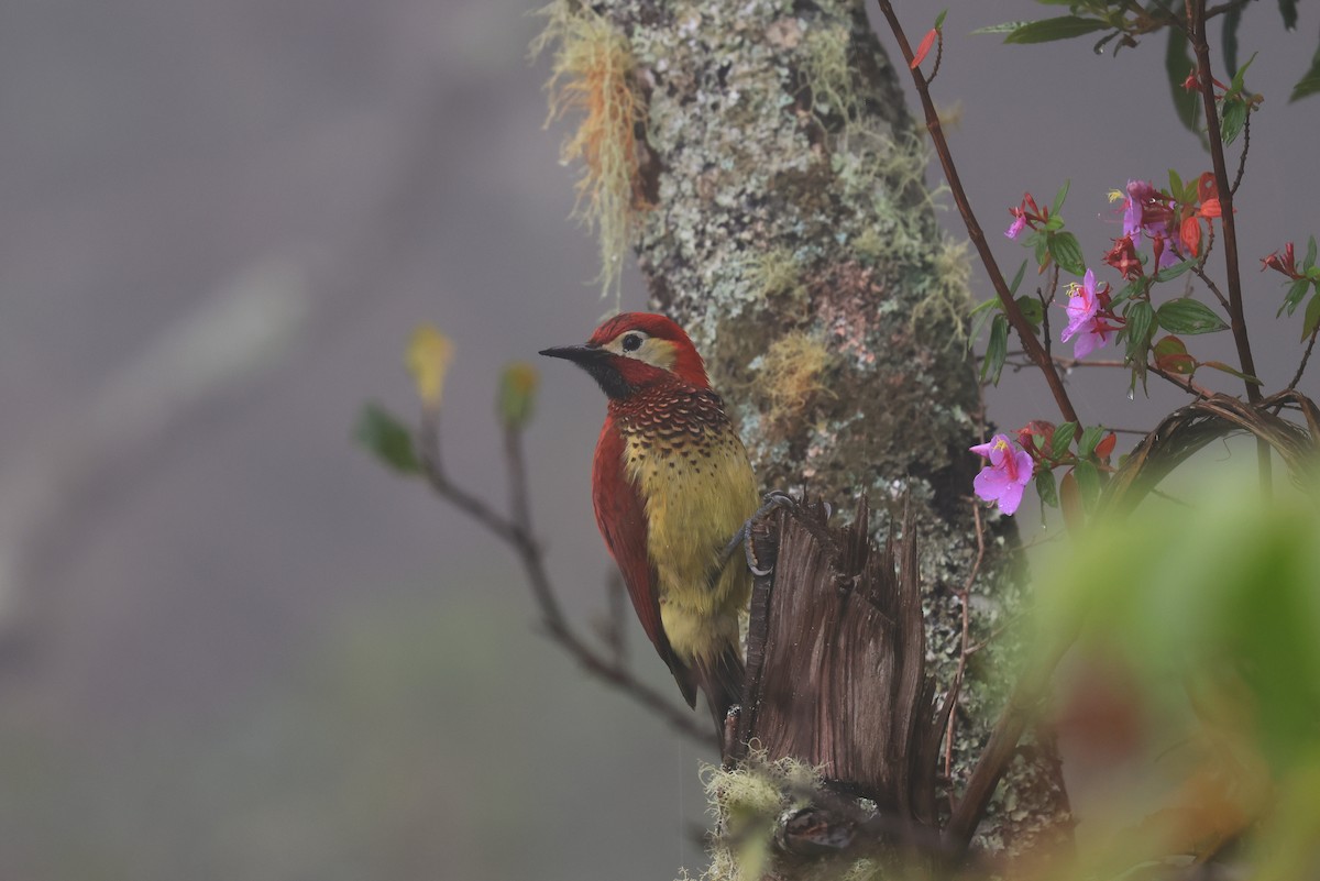 Crimson-mantled Woodpecker - ML659577555