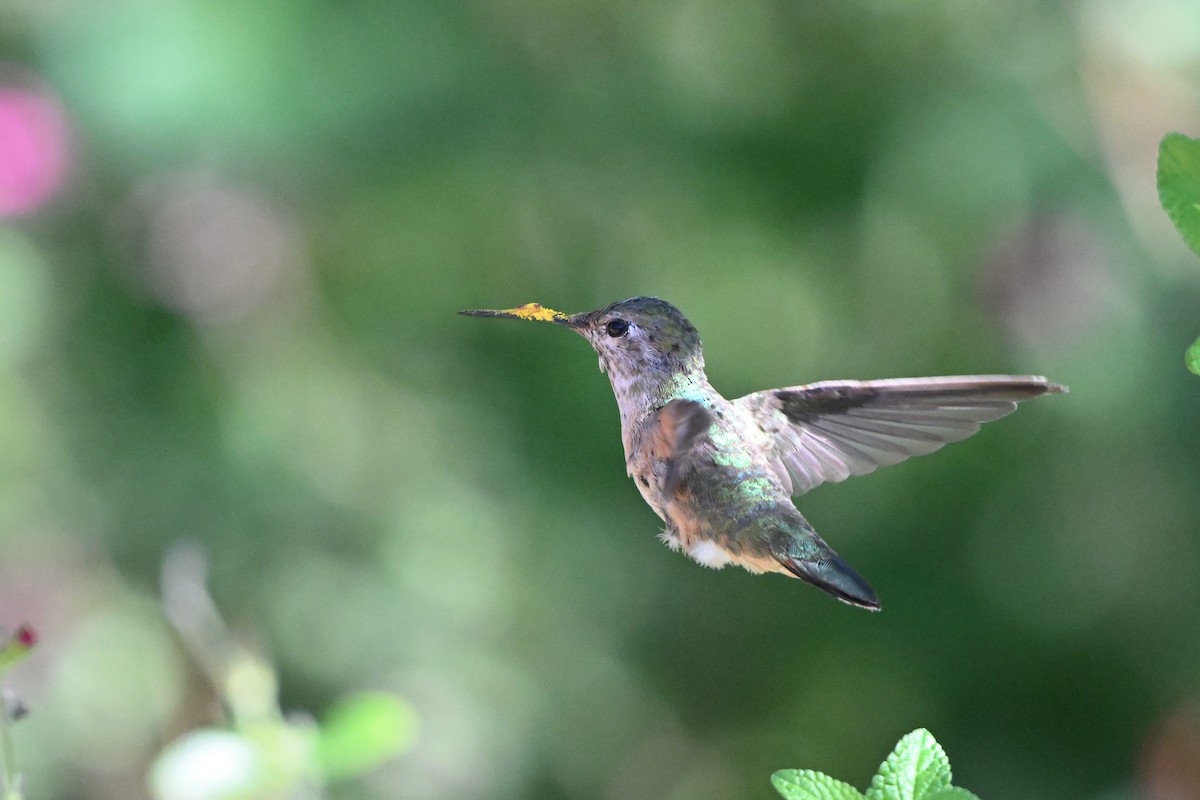 Broad-tailed Hummingbird - ML659577562