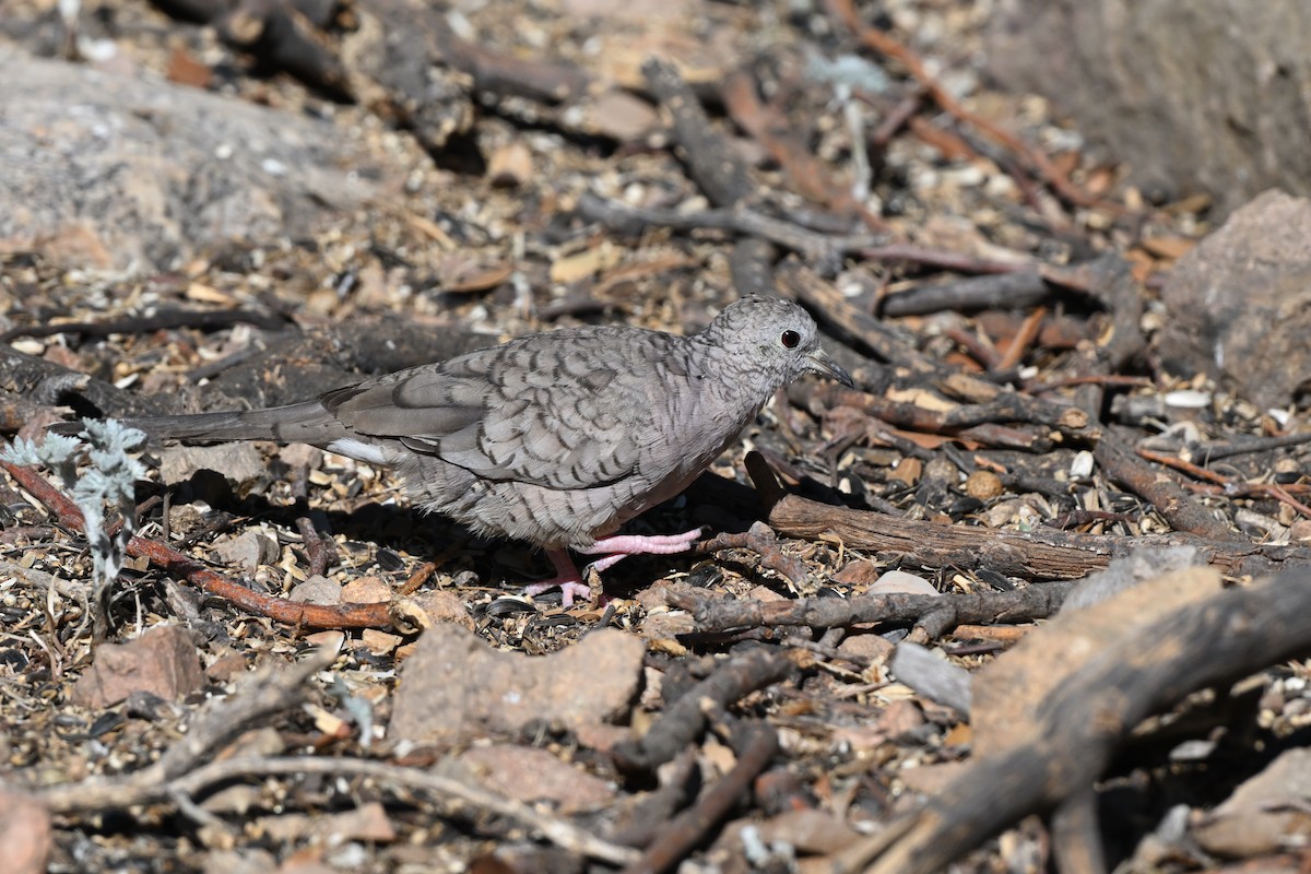 Inca Dove - ML659577584