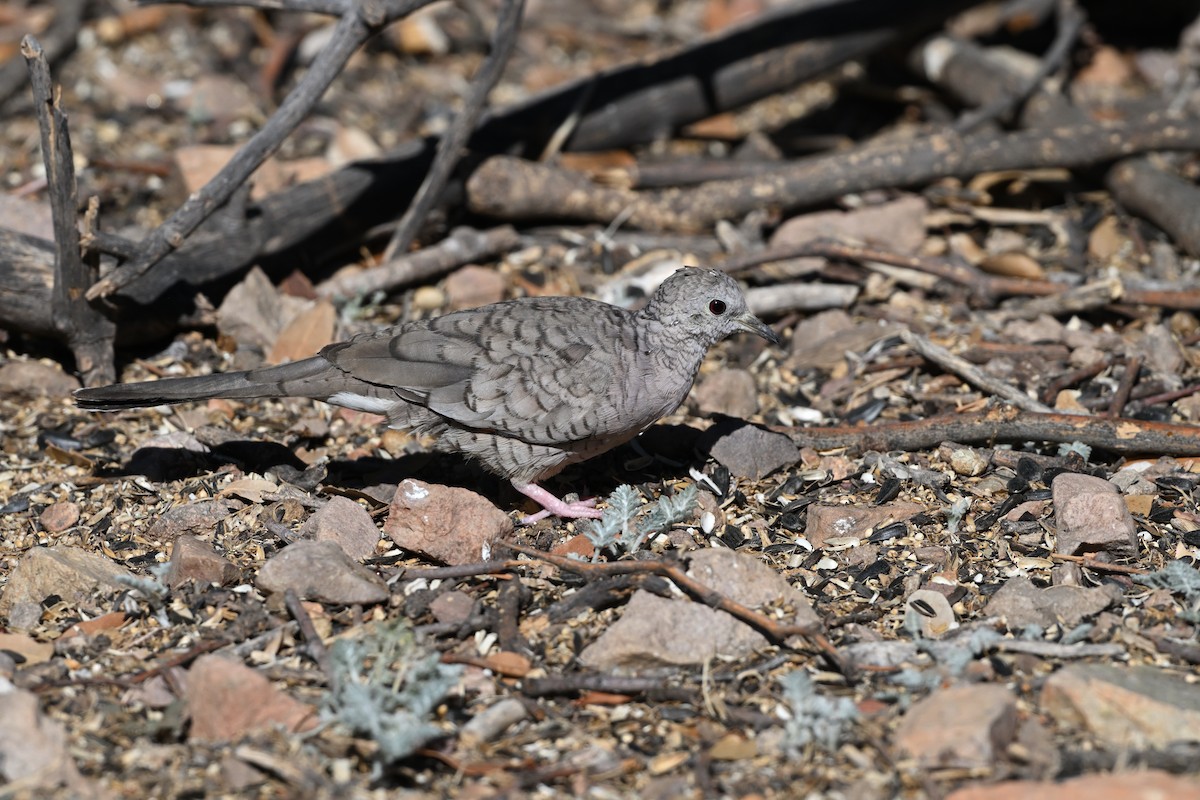 Inca Dove - ML659577585