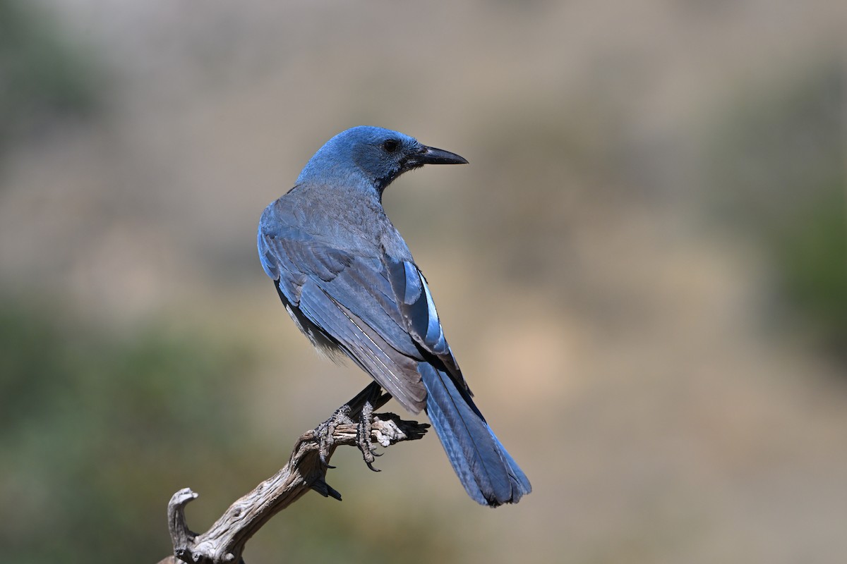 Mexican Jay (Arizona) - ML659577597