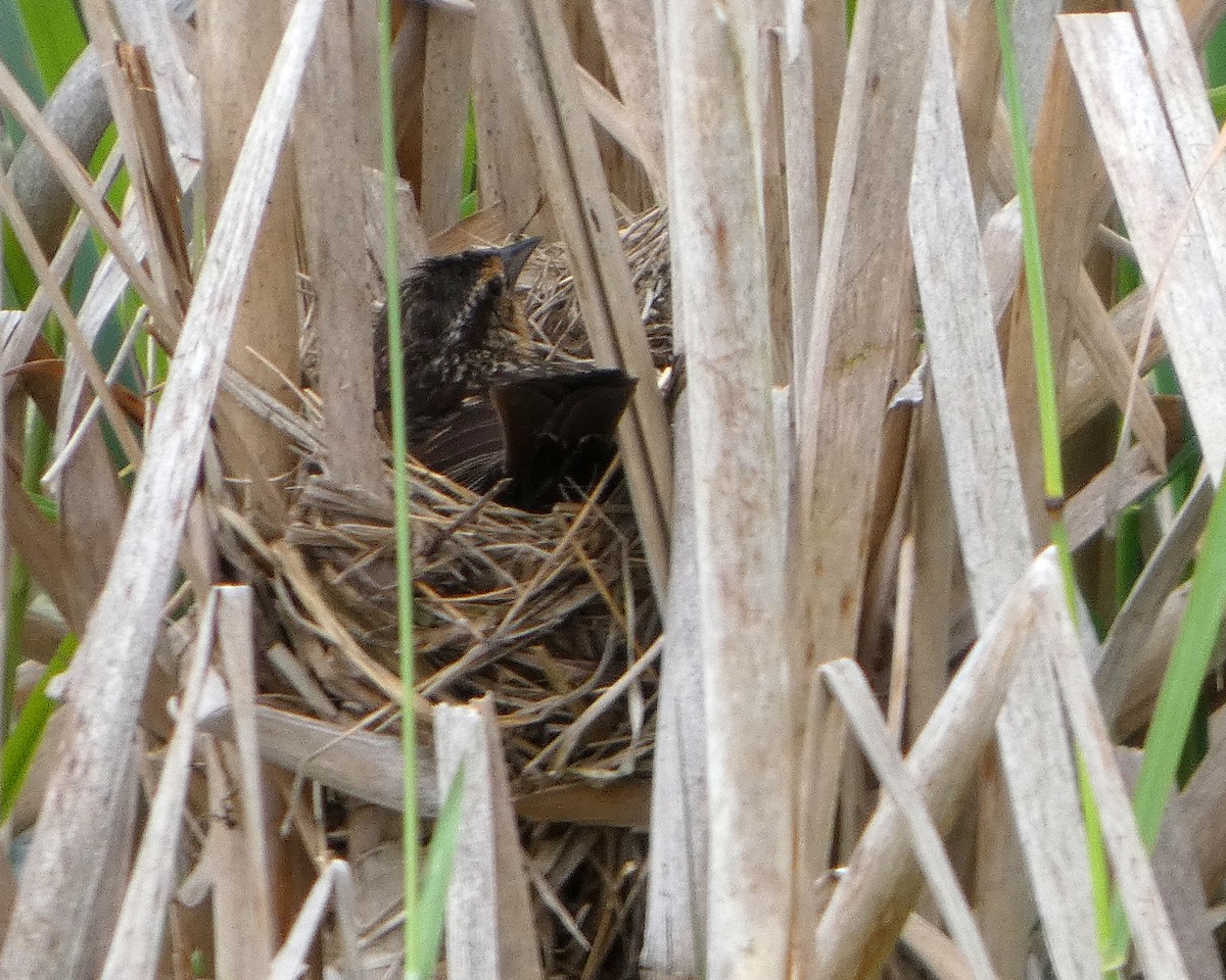 rødvingetrupial (phoeniceus gr.) - ML659577631