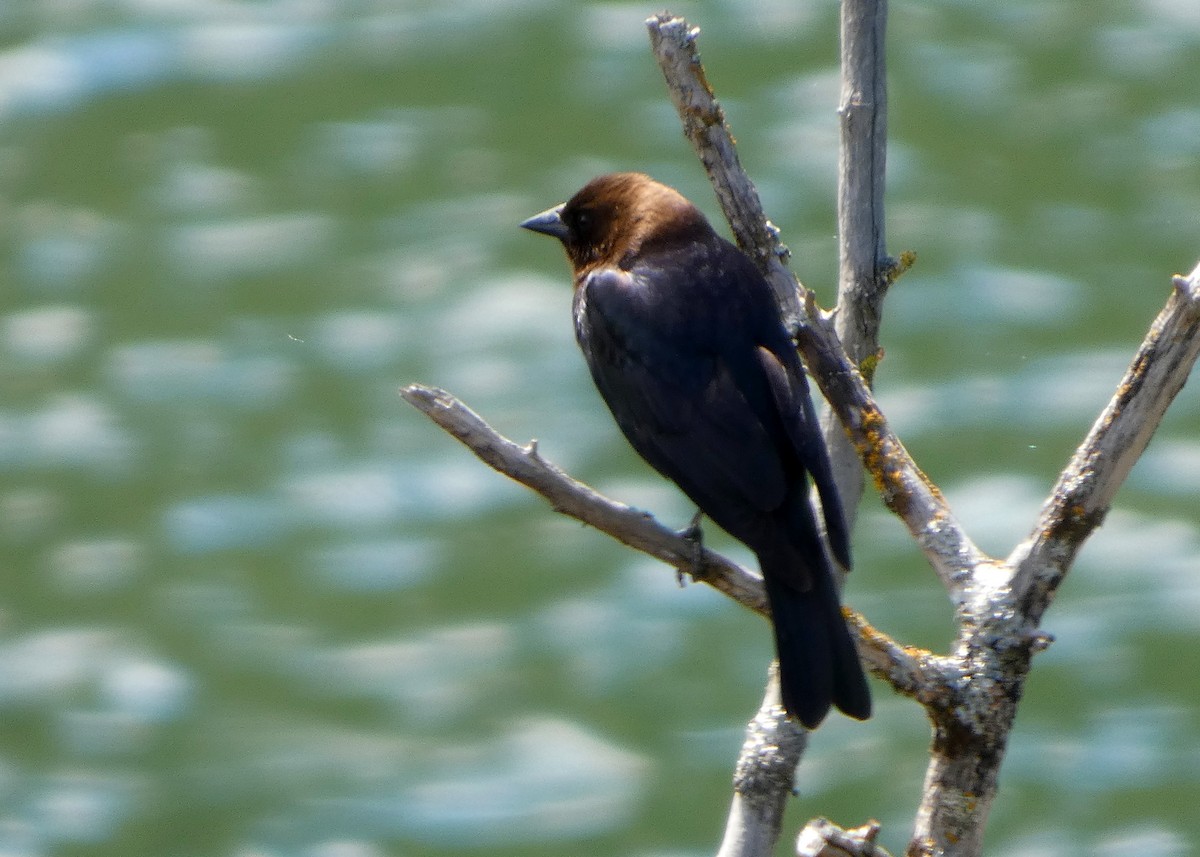 brunhodetrupial - ML659577666