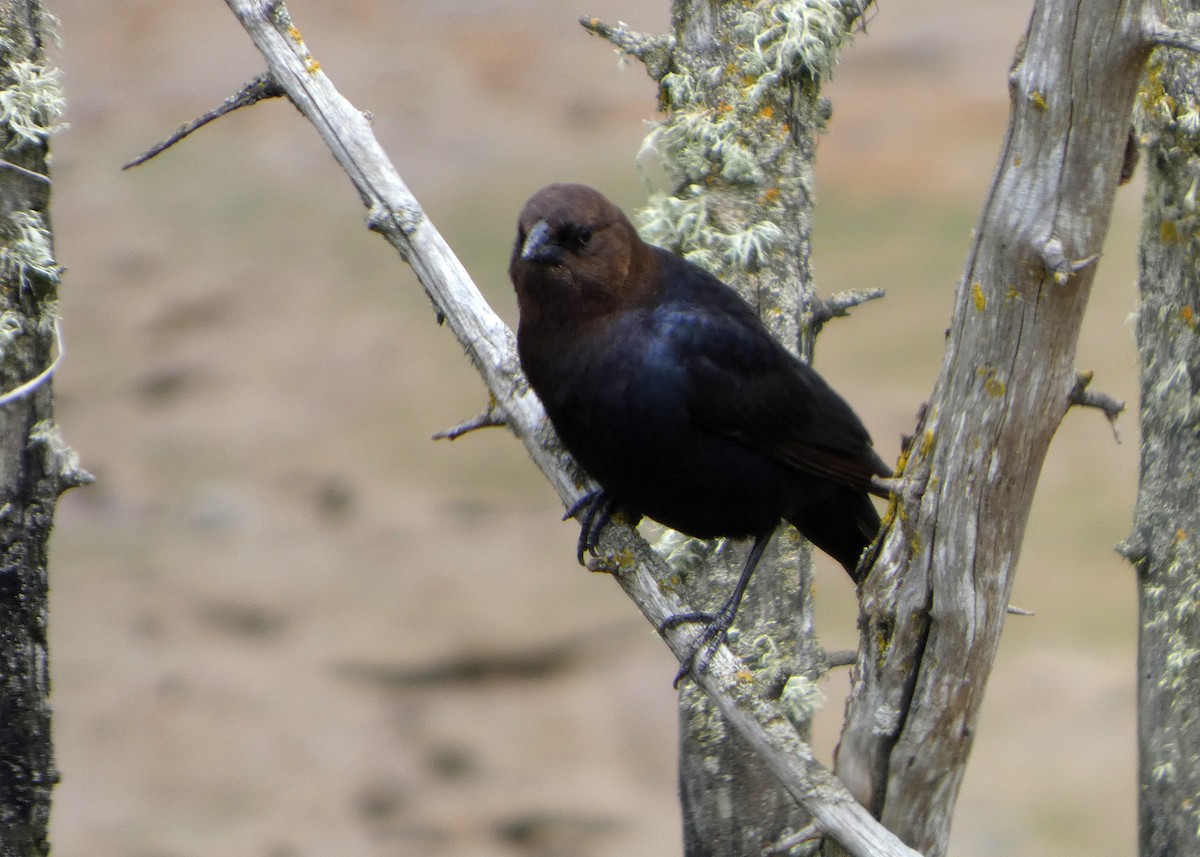 brunhodetrupial - ML659577667