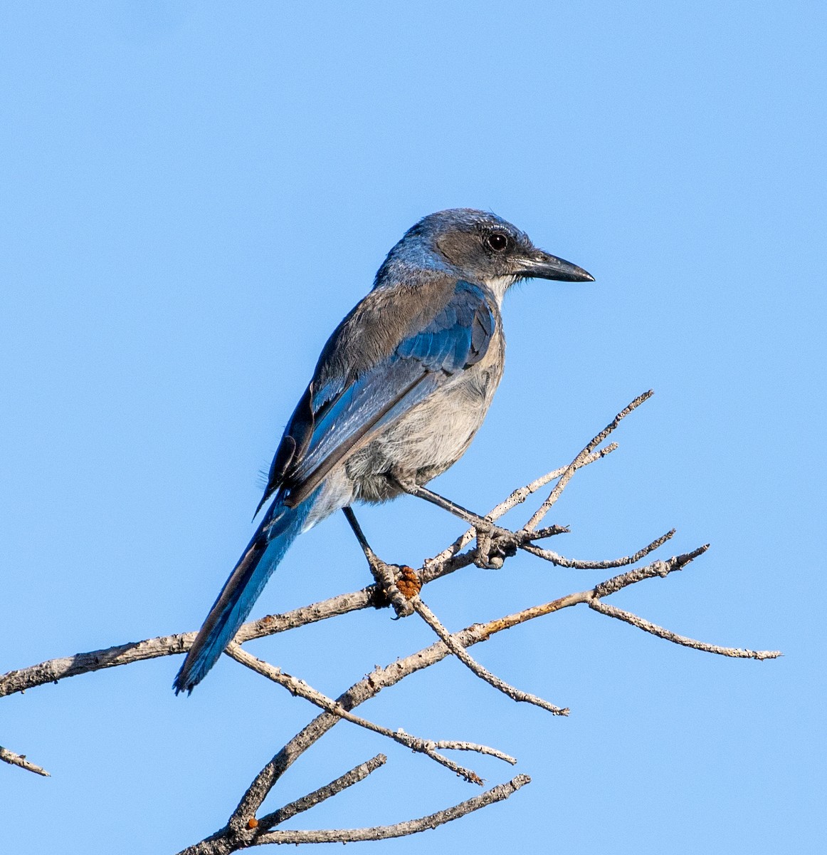 Woodhouse's Scrub-Jay - ML659577675