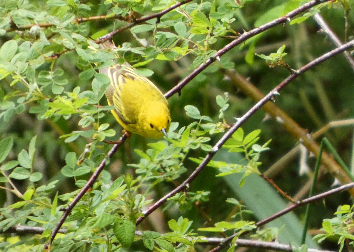 gulparula - ML659577687