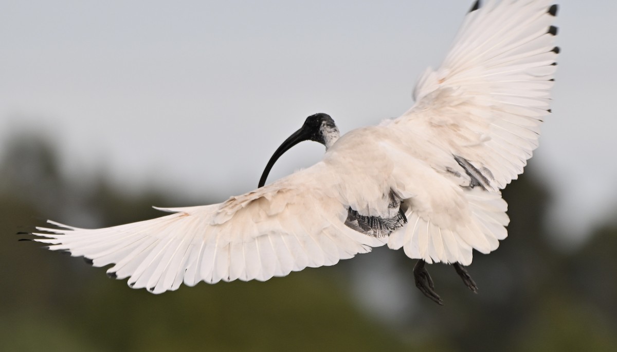 Australian Ibis - ML659577850
