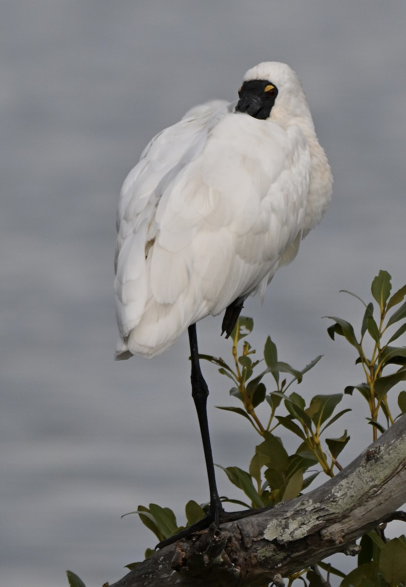 Royal Spoonbill - ML659577853
