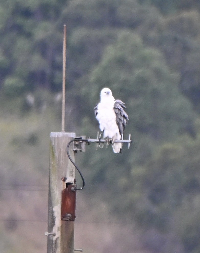 White-bellied Sea-Eagle - ML659577880