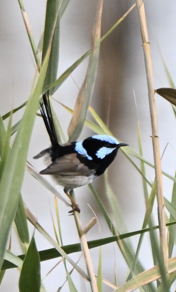 Superb Fairywren - ML659577887
