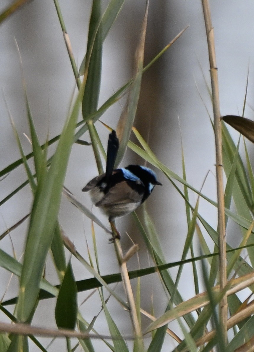 Superb Fairywren - ML659577891