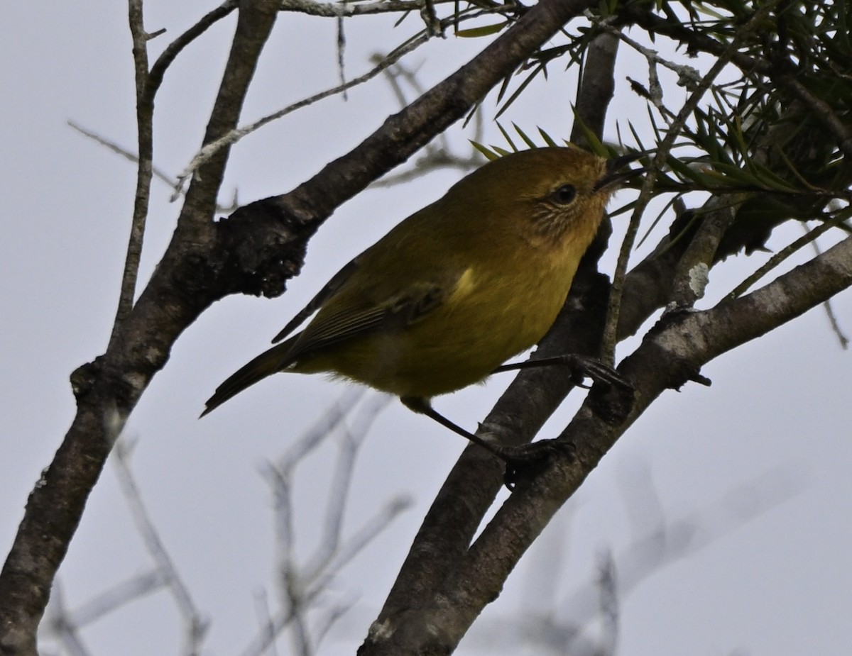 Yellow Thornbill - ML659577906