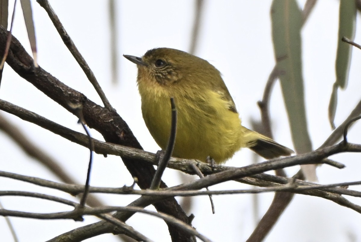 Yellow Thornbill - ML659577907
