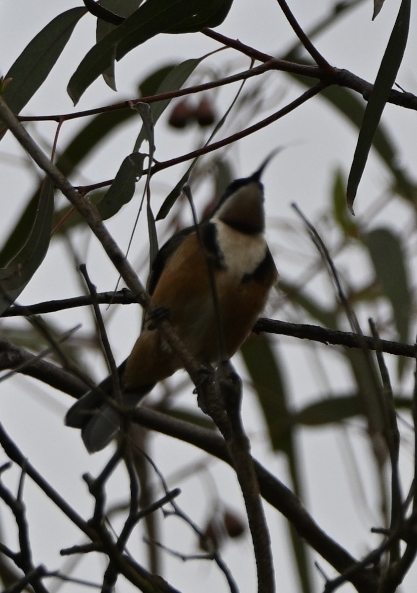 Eastern Spinebill - ML659577923