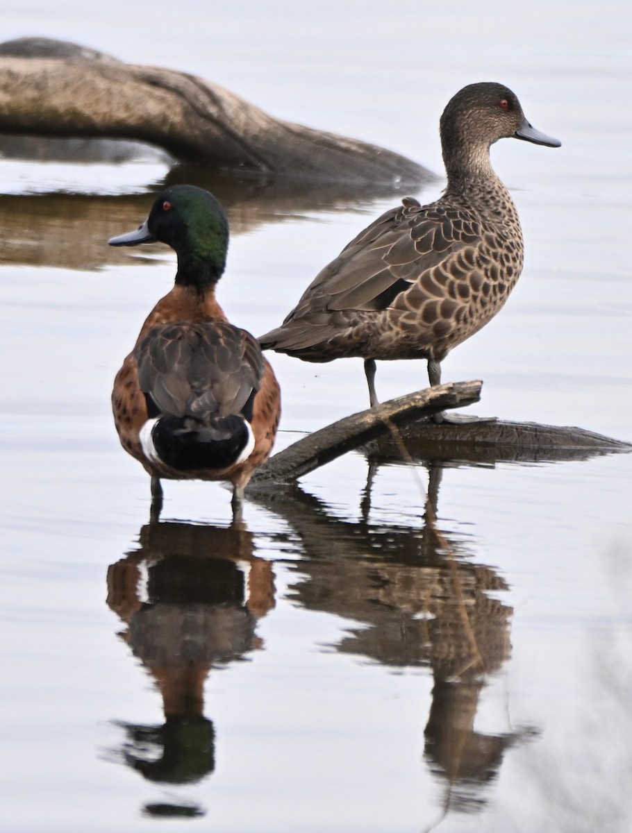 Chestnut Teal - ML659577962