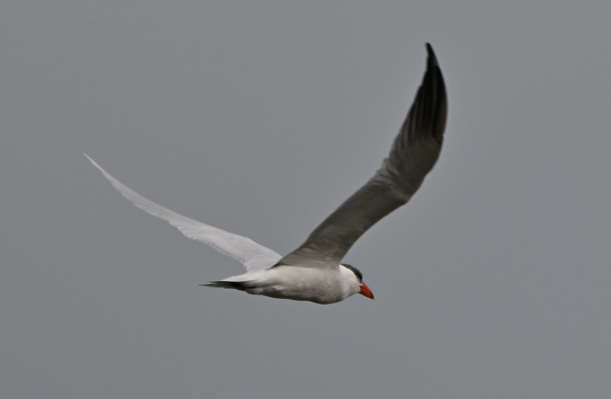 Caspian Tern - ML659577973