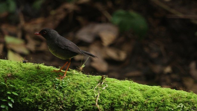 Slaty-backed Nightingale-Thrush - ML659577977