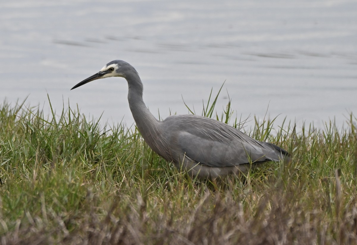 White-faced Heron - ML659578002