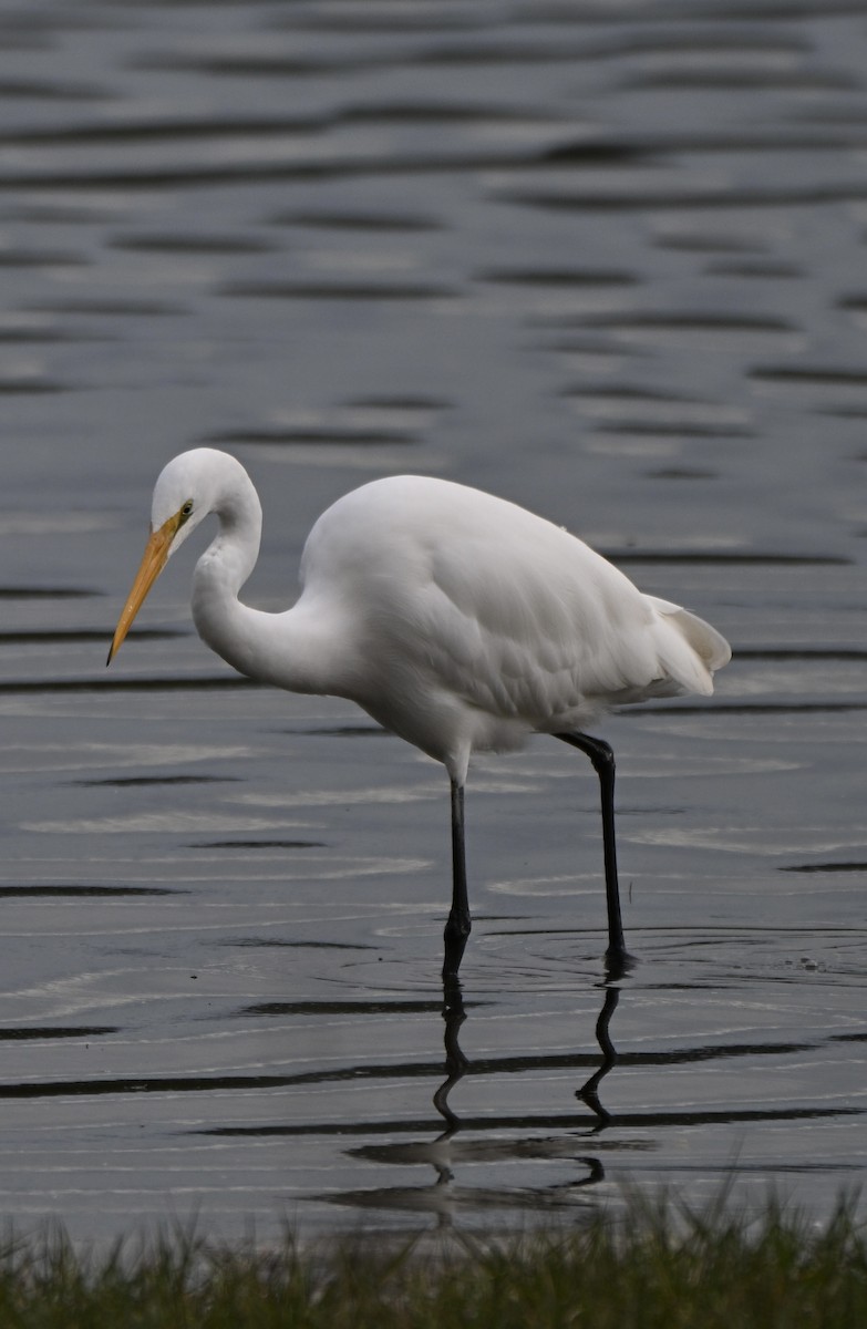Great Egret - ML659578007