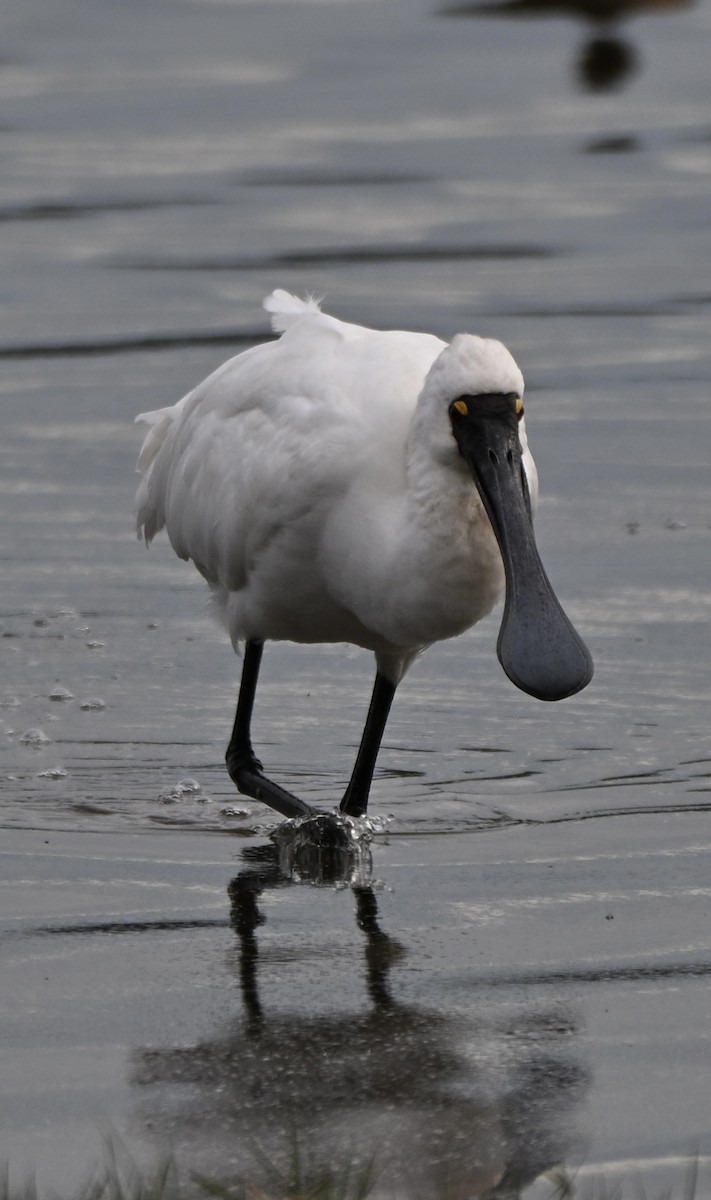 Royal Spoonbill - ML659578008