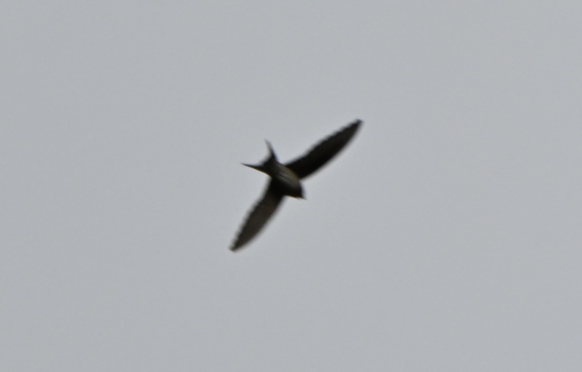 Welcome Swallow - ML659578024
