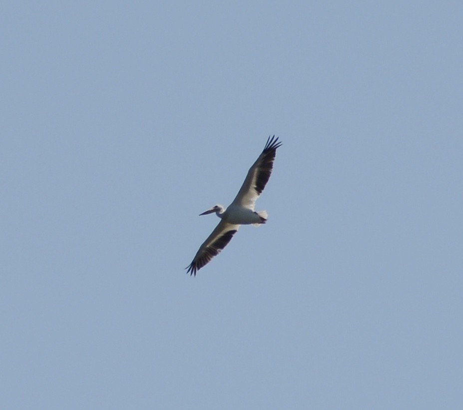 American White Pelican - Paul Krauss