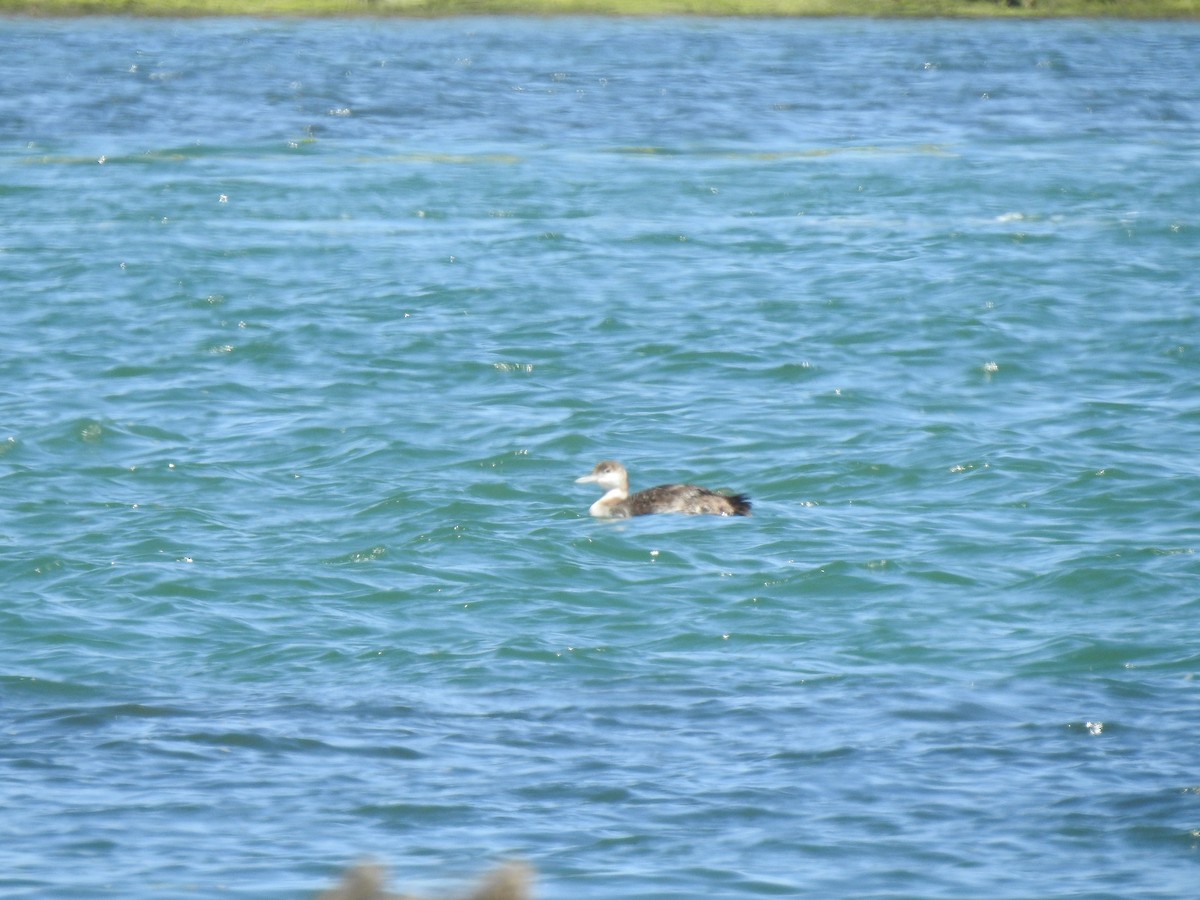 Plongeon huard - ML659578366