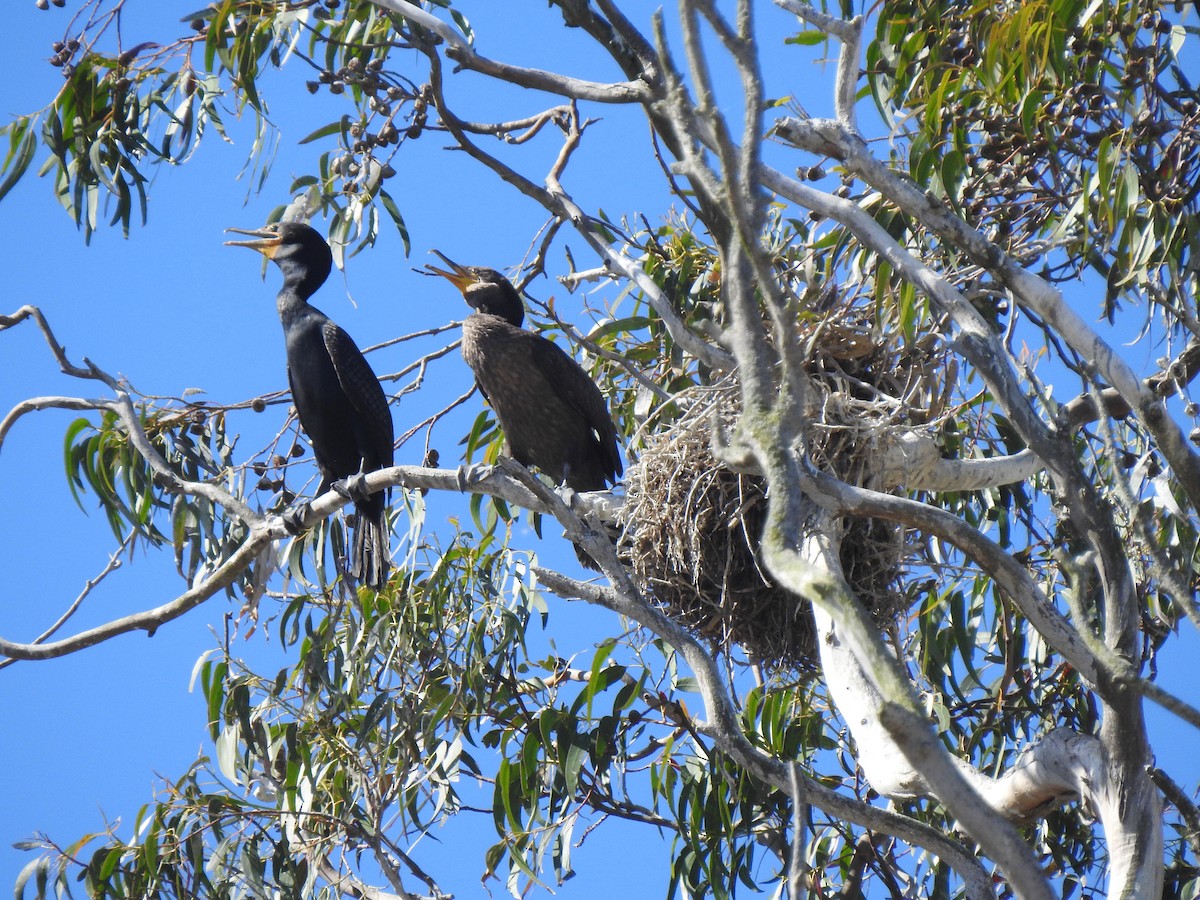 Cormoran à aigrettes - ML659578396