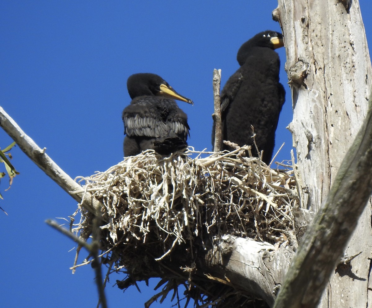 Cormoran à aigrettes - ML659578408