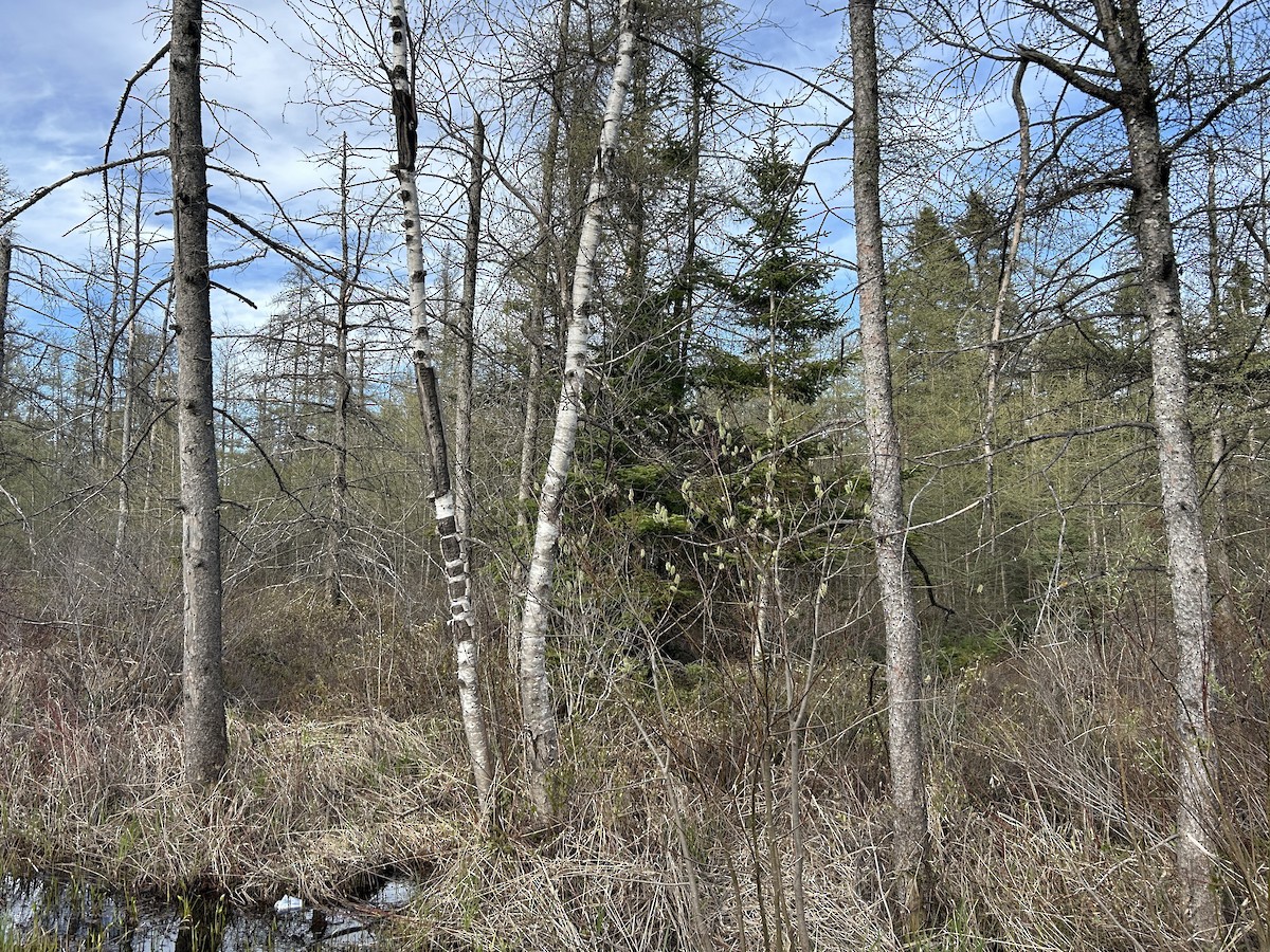 null - ML659578474