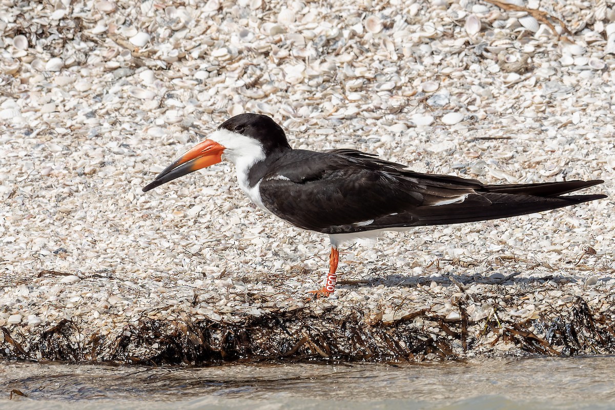Black Skimmer - ML659578526