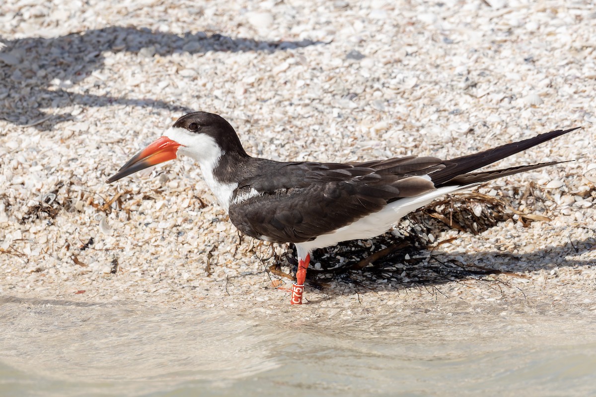 Black Skimmer - ML659578527