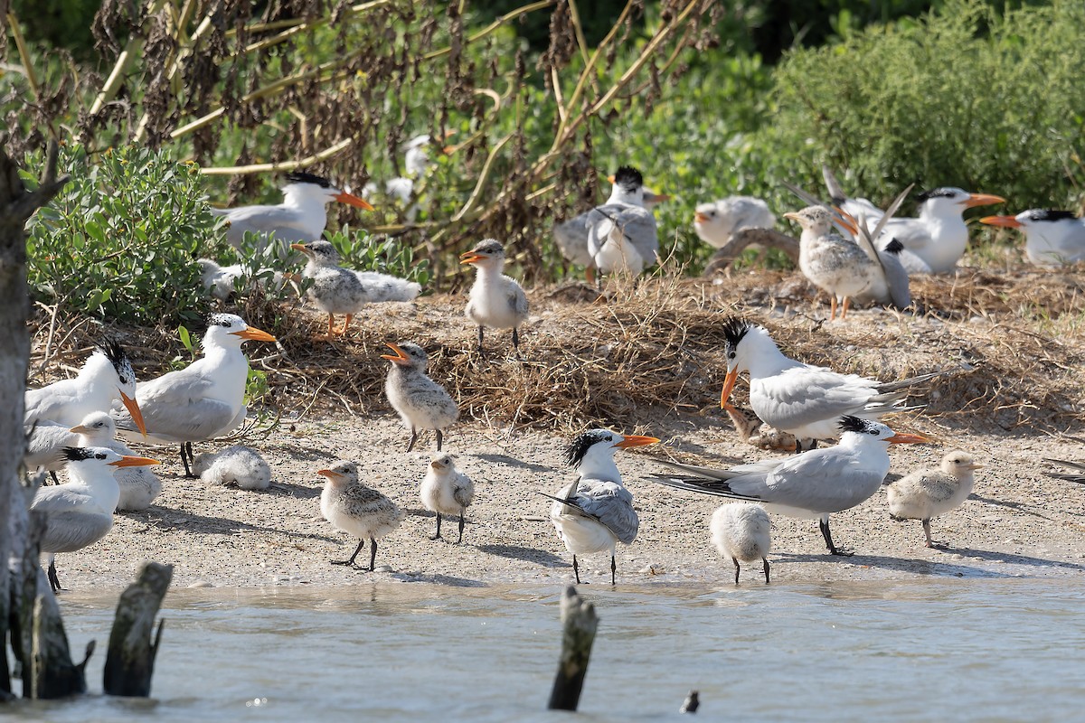 Royal Tern - ML659578536